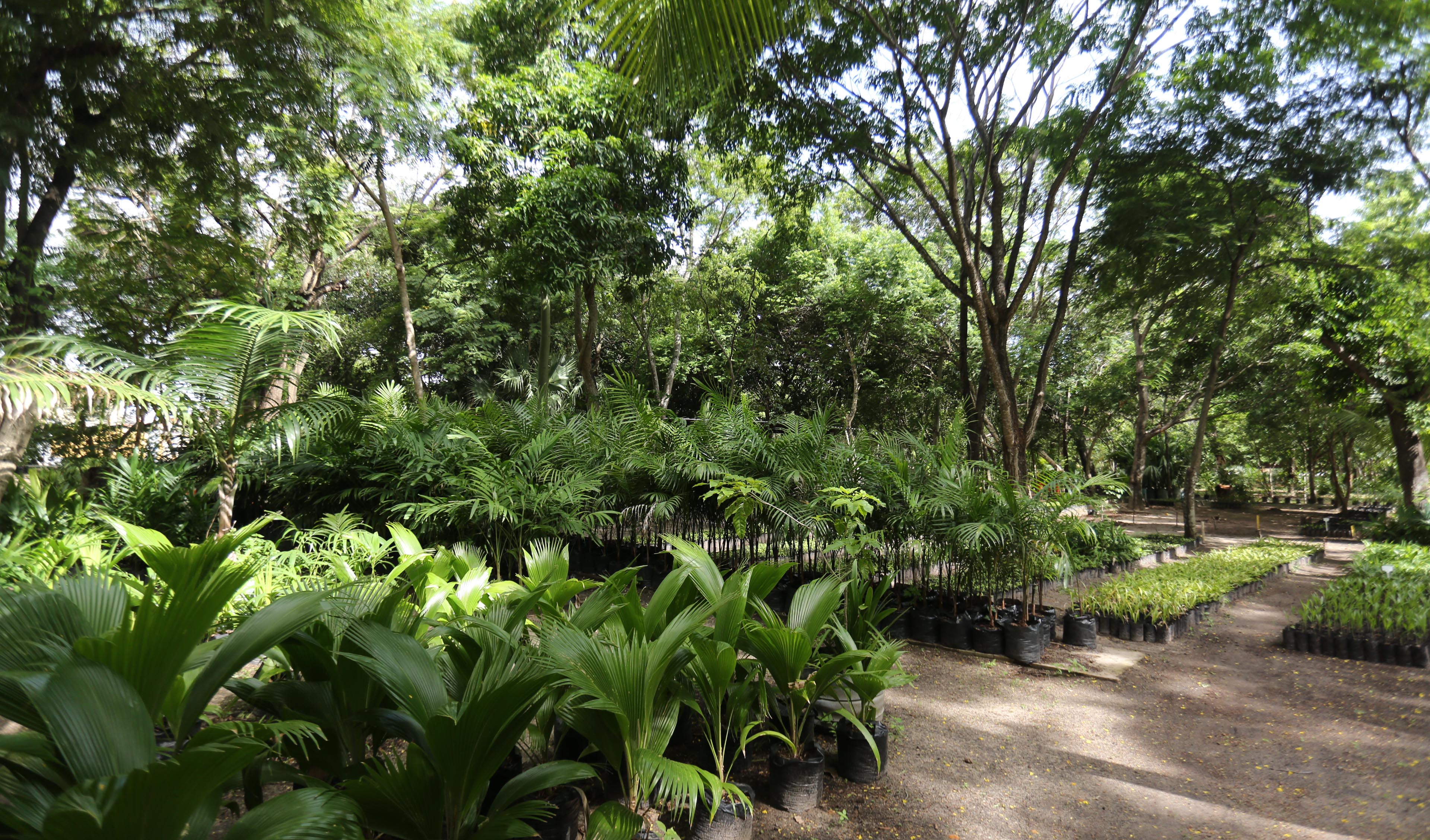 a foto mostra uma área com mudas de plantas